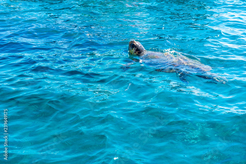 Greece, Zakynthos, Loggerhead called caretta caretta sea turtle swimming in blue ocean © Simon