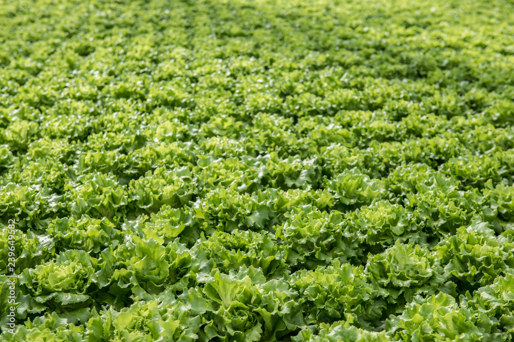 Image of lush green cabbage vegetation inside a Greenhouse farm. The cabbage plants look very fresh and is definitely well cared of. Image of lush green cabbage vegetation inside a Greenhouse farm. The cabbage plants look very fresh and is definitely well cared of.