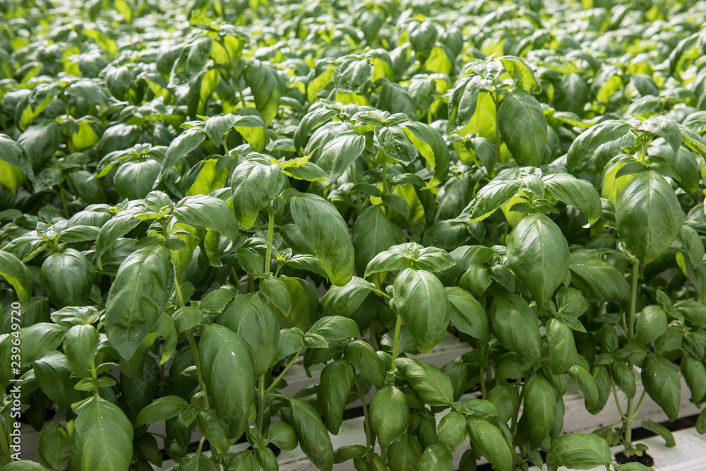 Image of lush green cabbage vegetation inside a Greenhouse farm. The cabbage plants look very fresh and is definitely well cared of. Image of lush green cabbage vegetation inside a Greenhouse farm. The cabbage plants look very fresh and is definitely well cared of.