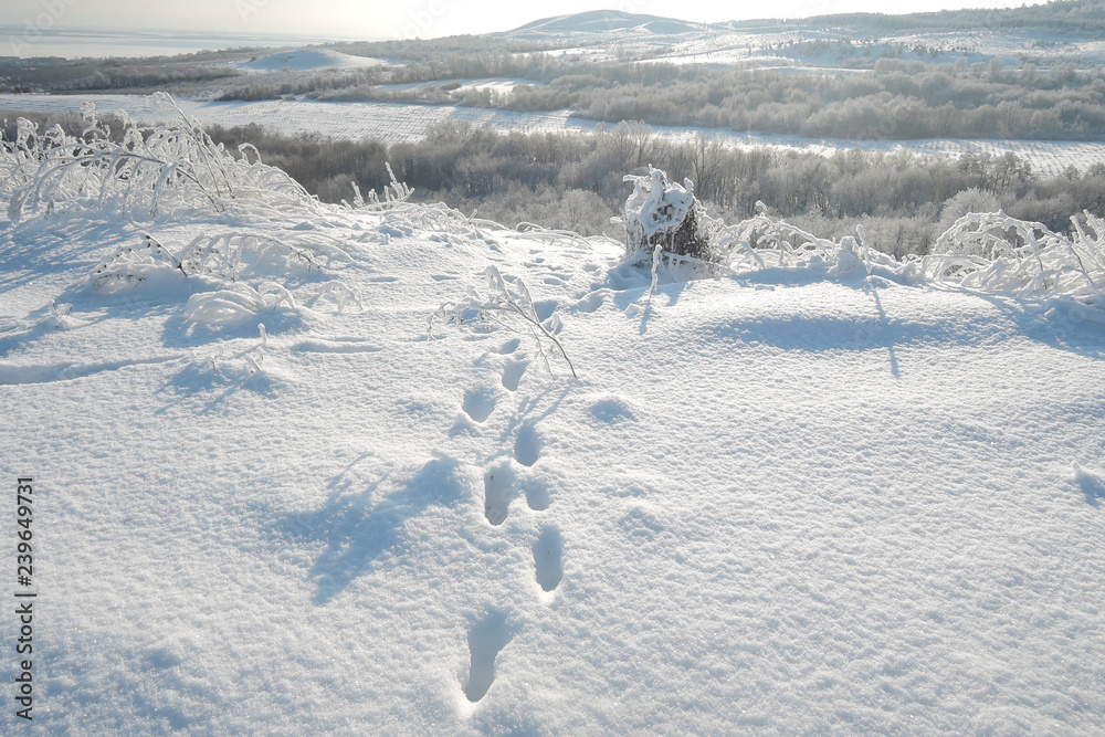Fox foot animal tracks in the snow.
