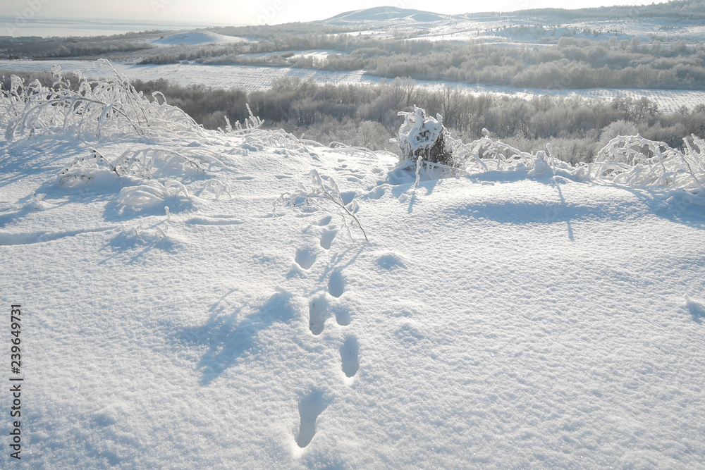 Obraz premium Fox foot animal tracks in the snow.