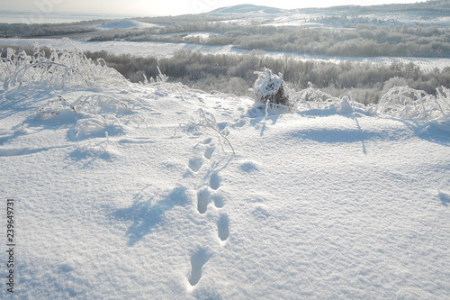 Fox foot animal tracks in the snow.