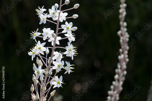 White, Squill Blossom photo