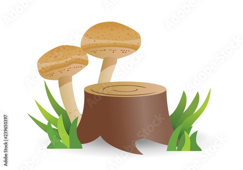 Edible mushrooms, growing on a stump. vegetable healthy food. mushrooms isolated on white background. Vector  cartoon illustration.
