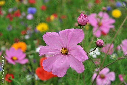 Schmuckkörbchen, Cosmea (Cosmea bipinnata), Schwäbisch Gmünd, Baden-Württemberg, Deutschland, Europa