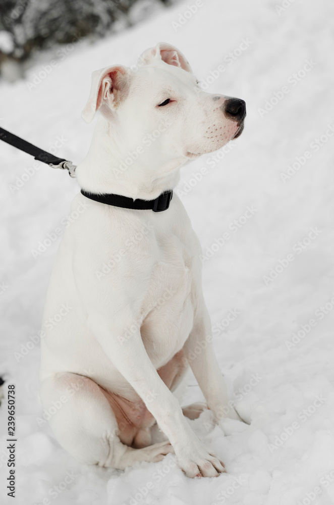 dog white pit bull with the owner, beard hipster with dark red beard while walking in the street in the winter, in a snow park, playing