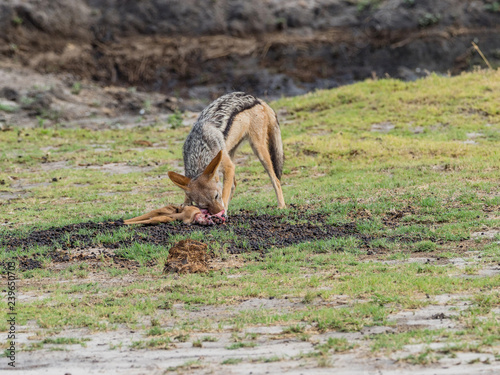 Black-backed Jackal  Canis mesomelas  in natural habitat  South Africa