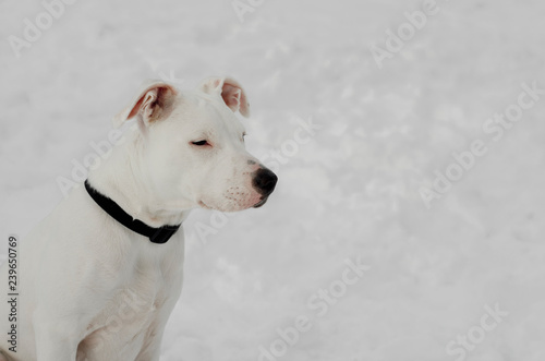 White pit bull Dog in the snow looking away. Focus on the face, shallow depth of field, blow out highlights in the background. Copy space