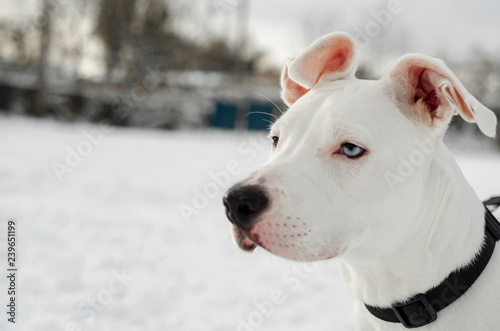 a head and shoulders portrait of a cute white pitt bull Breed dog looking at the camera with on snow white background with copyspace. Shallow depth of field