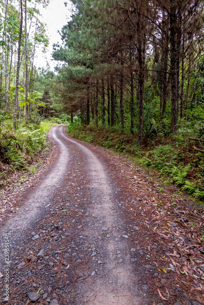 Road of dirt and gravel in the middle of the forest with pine trees on the side, Alto Cedros, Vale Europeu, Santa Catarina