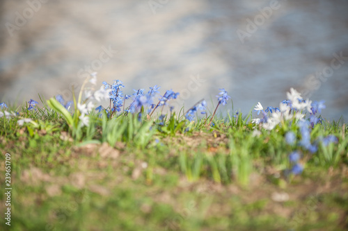 Hellblaue niedrige Blumen vor unscharfem Hintergrund