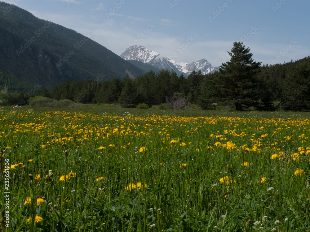 wild flowers in the mountains