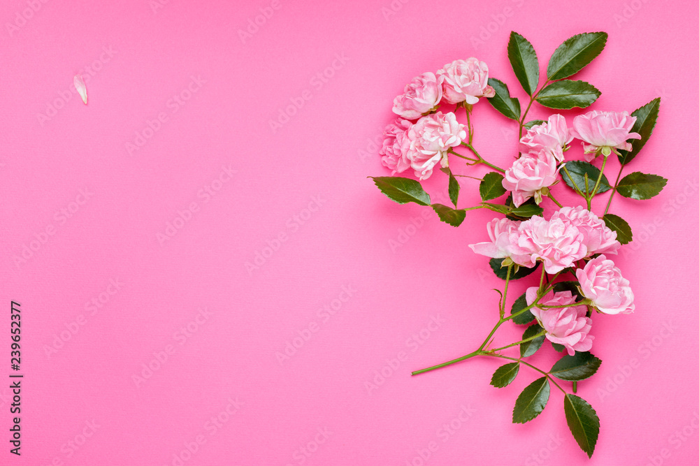 Pink rose flowers on pink background. Framework, flower composition. Flat lay. Top view. Copy space.