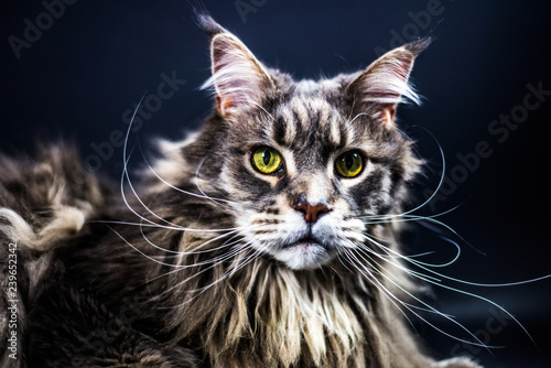 Maine Coon