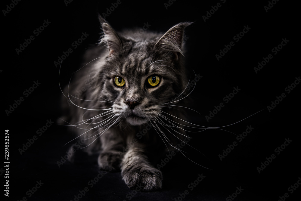 Maine coon Maine coon