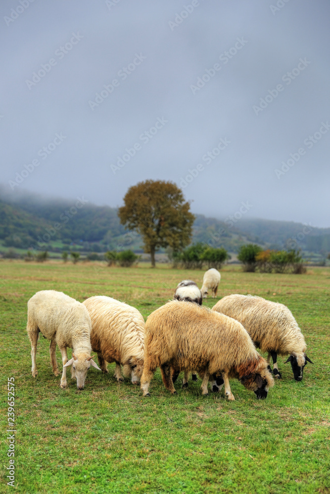 Flock of sheeps in a meadow on green grass