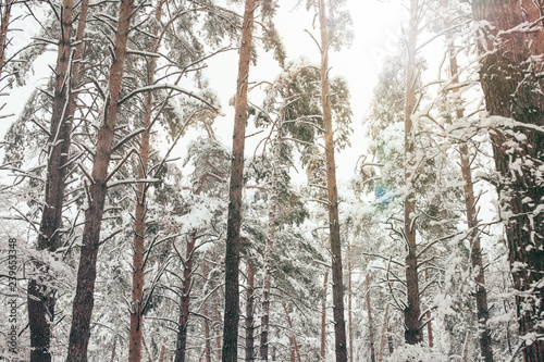 scenic view of trees covered with snow in winter forest