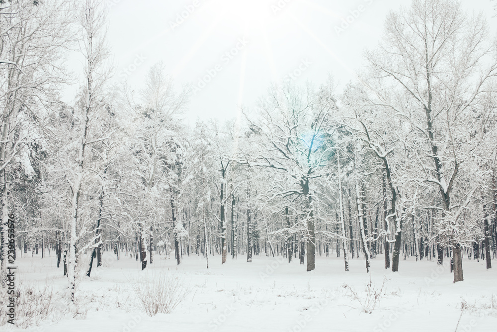 Fototapeta premium scenic view of snowy trees and sunlight in winter forest