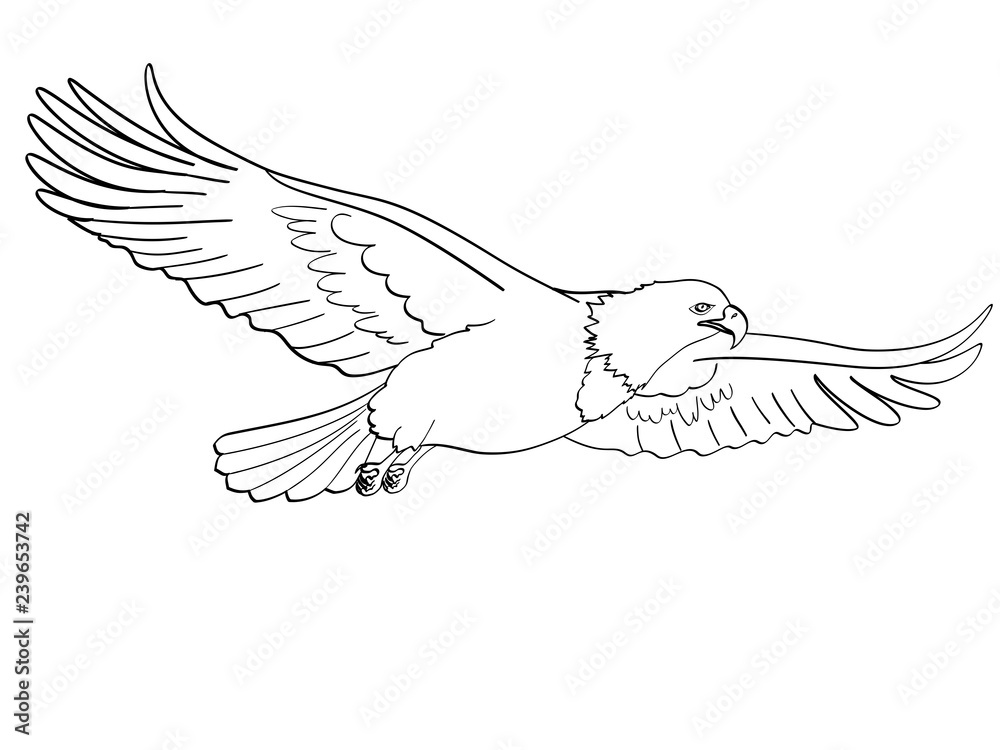 Bird eagle, falcon. Raster of an imitation retro comic style. isolated object on white background. Book coloring for children Bird eagle, falcon. Raster of an imitation retro comic style. isolated object on white background. Book coloring for children