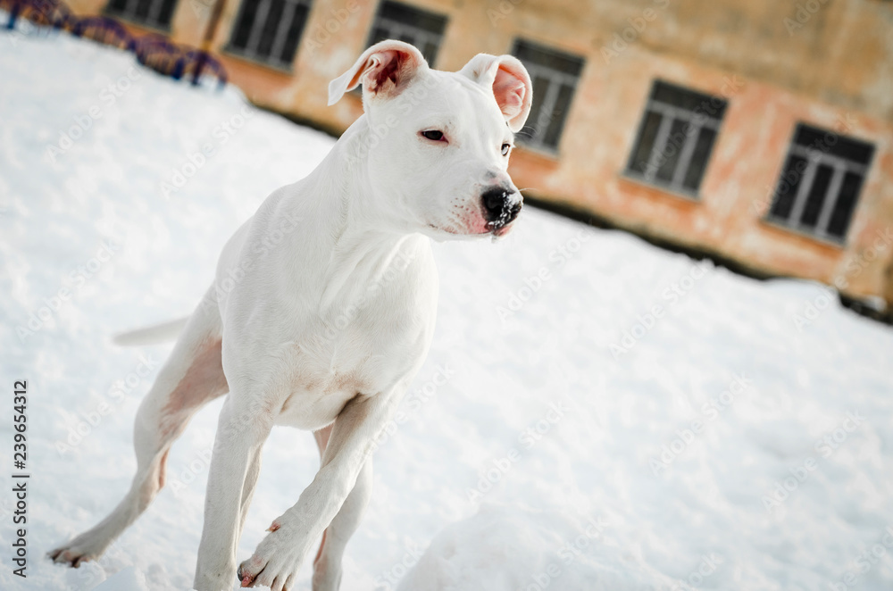 Portrait of a white pit bull sitting outdoors in the snow with copy space