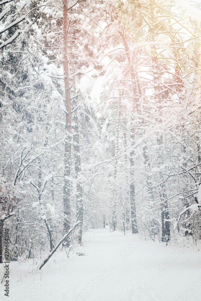 Fototapeta premium scenic view of snowy trees in winter forest