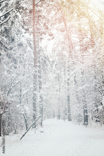 Wallpaper Mural scenic view of snowy trees in winter forest Torontodigital.ca
