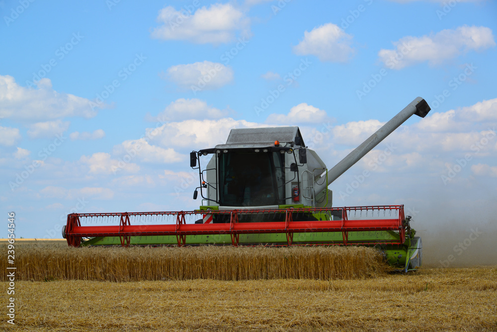 Fototapeta premium Beautiful harvester working in the field in Russia