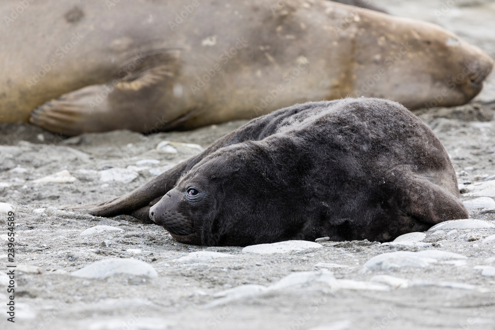 Cute young southern elephant seal pup rests on the beach on Fortuna Bay, South Georgia, Antarctica Cute young southern elephant seal pup rests on the beach on Fortuna Bay, South Georgia, Antarctica