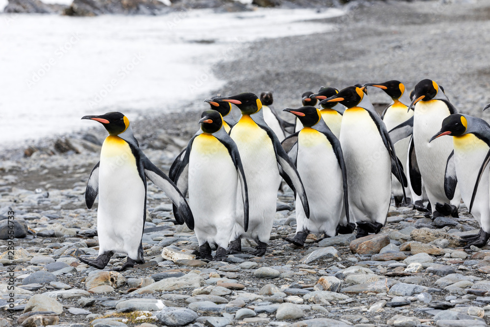 Obraz premium A group of king penguins runs over the pebble beach on Fortuna Bay, South Georgia, Antarctica