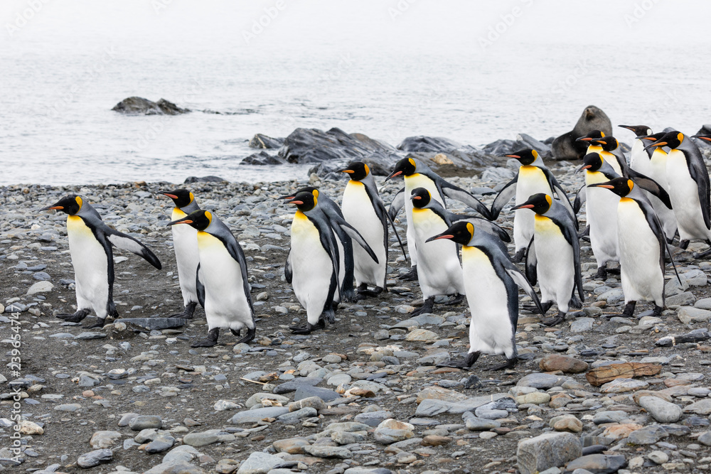 Fototapeta premium A group of king penguins runs over the pebble beach on Fortuna Bay, South Georgia, Antarctica