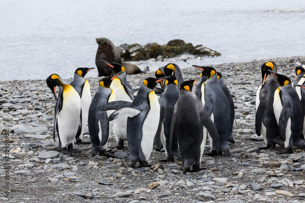 Obraz premium A group of king penguins are standing together on a pebble beach on Fortuna Bay, South Georgia, Antarctica