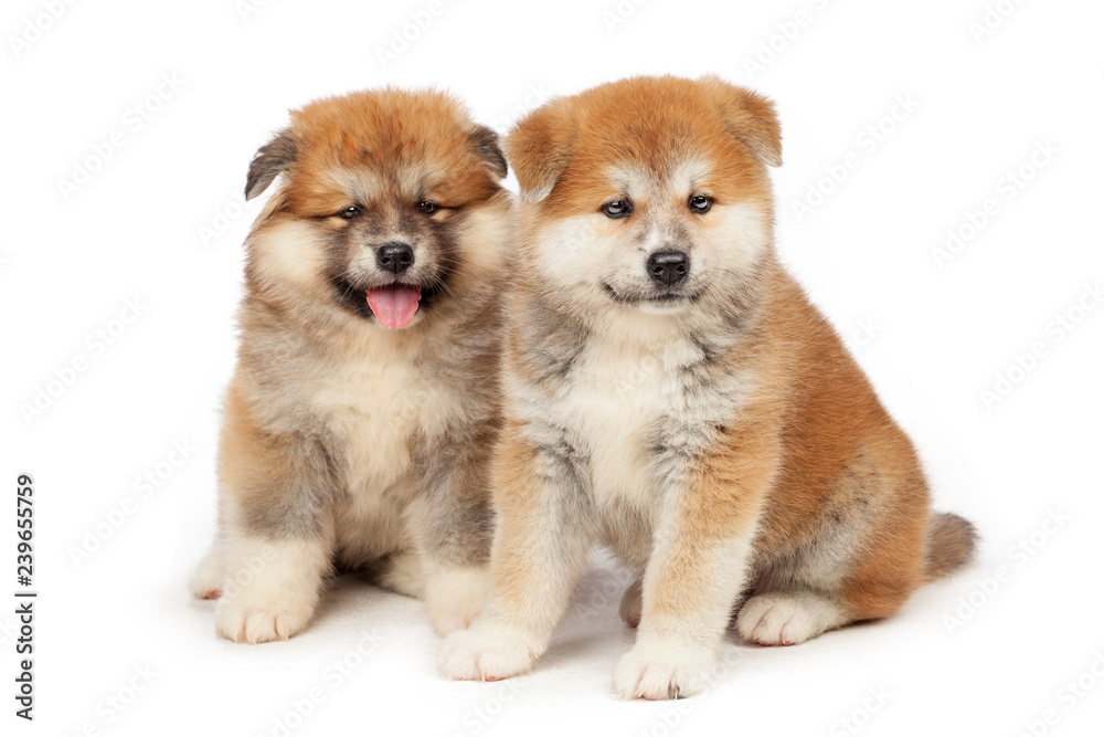 Akita Inu puppy dog on white background