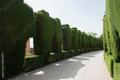 Beautiful lush green garden inside Alhambra Palace in Granada, Spain. The lush greenery looks amazing and is beautiful during the day. Alhambra Palace is the most famous palace in Spain.