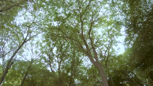 View of sky through the green trees