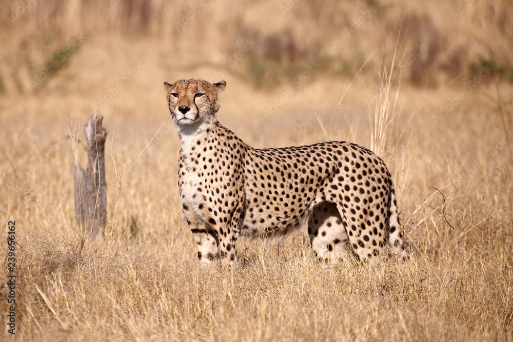 Fototapeta premium cheetah, (Acinonix jubatus)