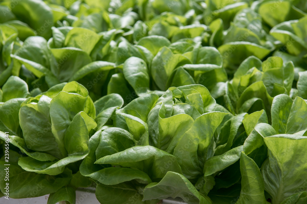 Image of lush green cabbage vegetation inside a Greenhouse farm. The cabbage plants look very fresh and is definitely well cared of. Image of lush green cabbage vegetation inside a Greenhouse farm. The cabbage plants look very fresh and is definitely well cared of.