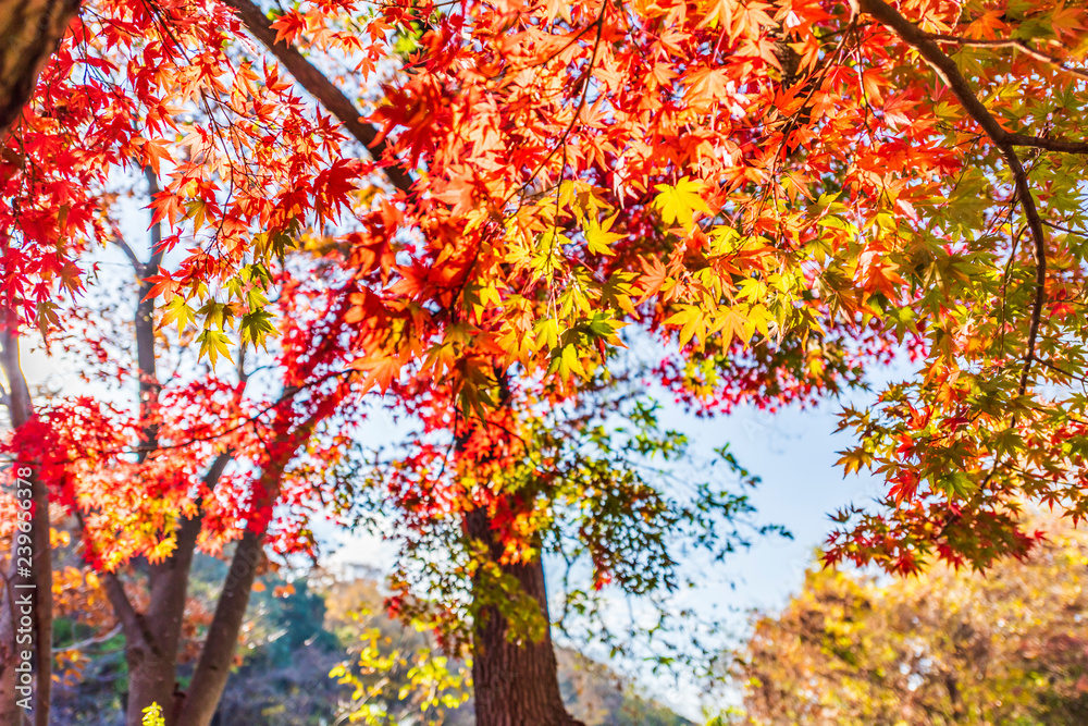 秋のもみじ　Japanese maple leaf