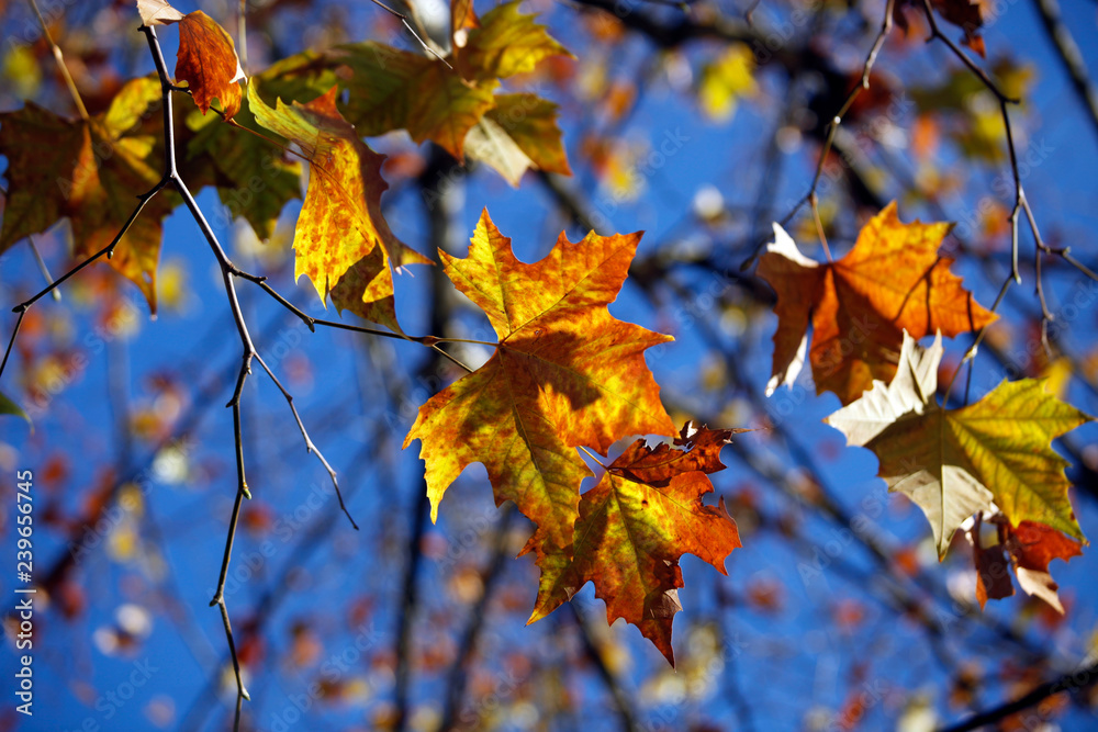 Detail-Aufnahme von bunten und roten Herbst-Blätter, die im Vordergrund vor tief blauem Himmel in der Sonne leuchten und im Wind wehen Detail-Aufnahme von bunten und roten Herbst-Blätter, die im Vordergrund vor tief blauem Himmel in der Sonne leuchten und im Wind wehen