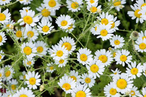 Field chamomiles flowers closeup. Beautiful nature scene with blooming medical chamomiles - selective focus