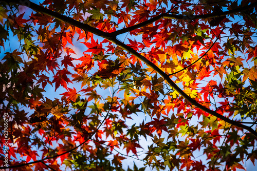                   Japanese maple leaf