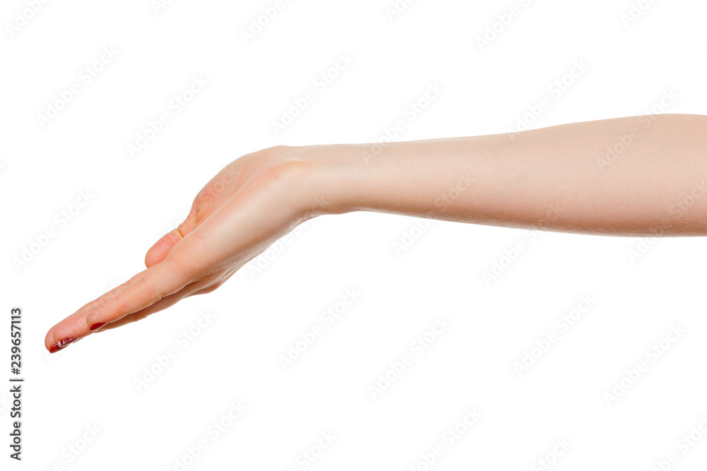 hands take gesture of open palm for holding on white backgrounds, isolated hands take gesture of open palm for holding on white backgrounds, isolated