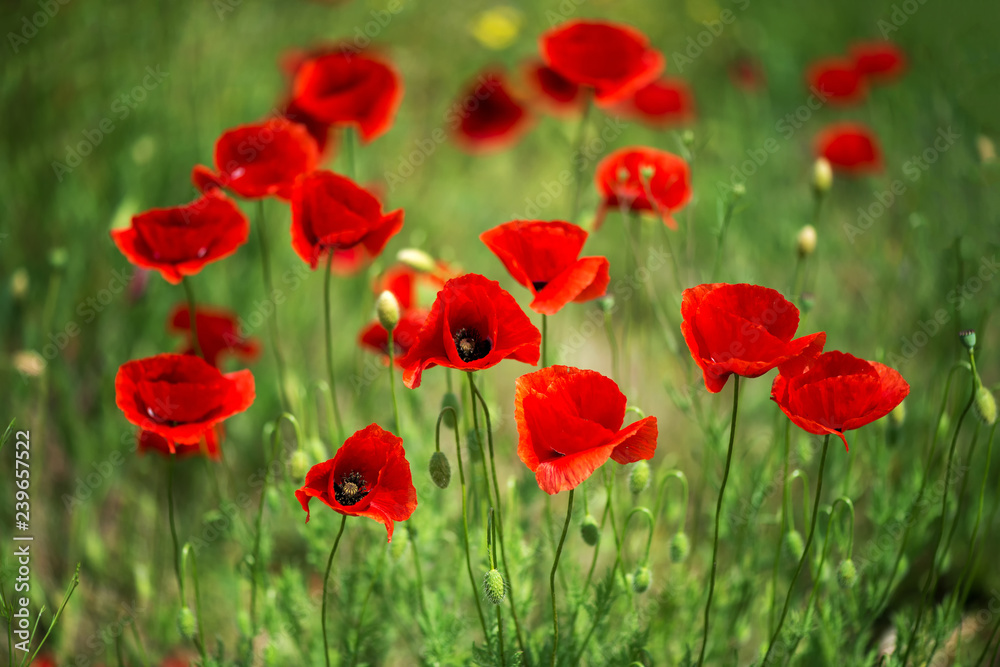 Flowers Red poppies blossom on wild field. Beautiful field red poppies with selective focus. soft light. Natural drugs. Glade of red poppies. Lonely poppy. Soft focus blur - Image