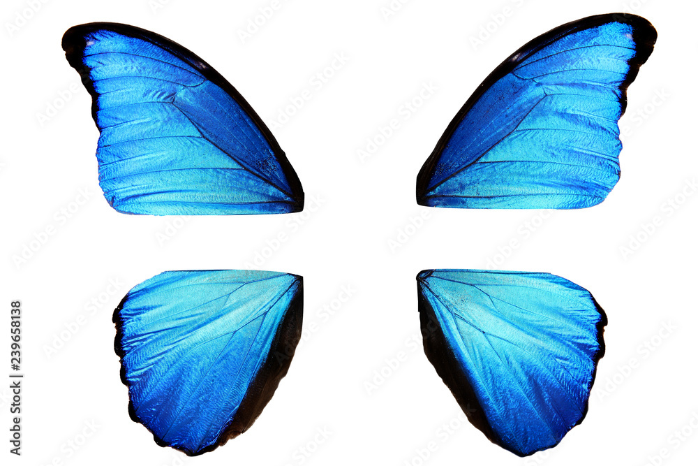 Fototapeta premium naturalne niebieskie skrzydła motyla rozmontowane na cztery części