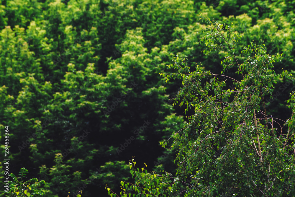 Textured natural background of tree tops. Cover of tree leaves close-up. Vintage natural texture of leafage of trees in sunny day. Dense foliage in sunlight. Atmospheric landscape with rich vegetation