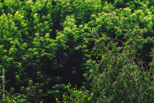 Textured natural background of tree tops. Cover of tree leaves close-up. Vintage natural texture of leafage of trees in sunny day. Dense foliage in sunlight. Atmospheric landscape with rich vegetation