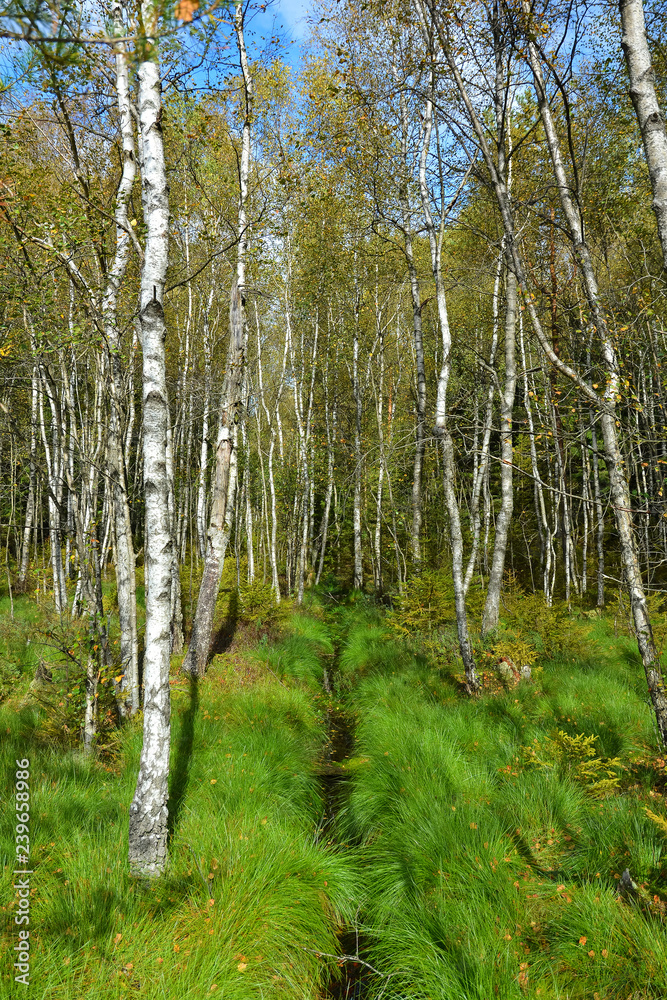 Birch grove and brook in the green grass. Autumn landscape on a sunny clear day. Birch grove and brook in the green grass. Autumn landscape on a sunny clear day.