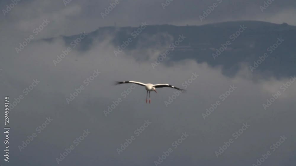 White storks flying and Landing Beautiful shot of White stork flying and Landing in hula velley White storks flying and Landing Beautiful shot of White stork flying and Landing in hula velley