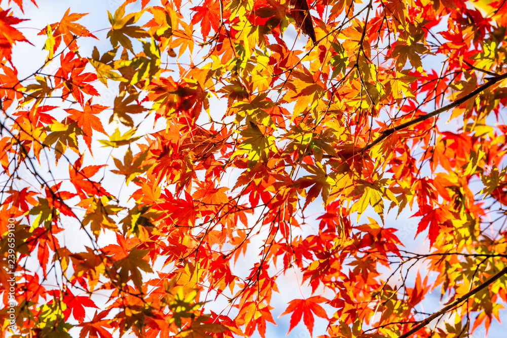 秋のもみじ Japanese maple leaf 秋のもみじ Japanese maple leaf