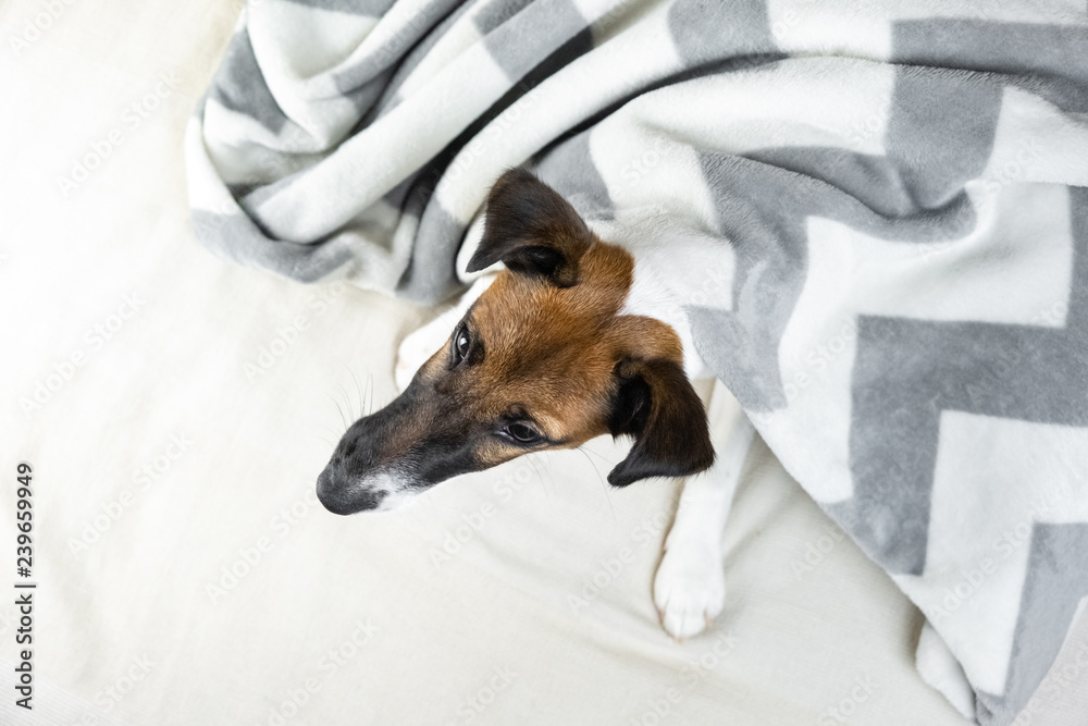 Smooth fox terrier puppy in cozy blanket. Cute little dog in throw plaid lying in bed at home, top view