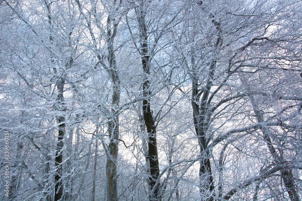 Branches of trees covered in snow on a cold, winter day in Bavaria, Germany Branches of trees covered in snow on a cold, winter day in Bavaria, Germany